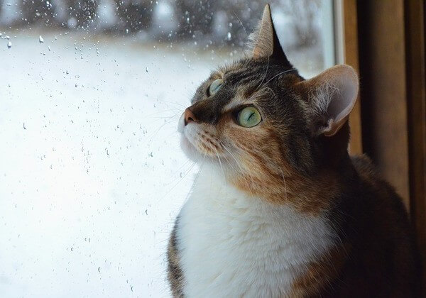 Cat Sitting In Window
