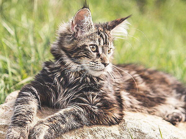 Is My Cat Maine Coon Mix
