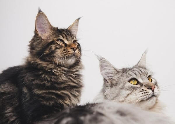What Is A Maine Coon Mixed With