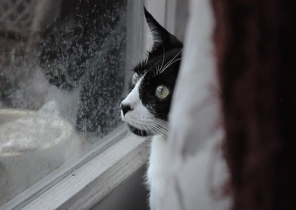 Why Do Cats Look Out The Window? - Vocal Cats