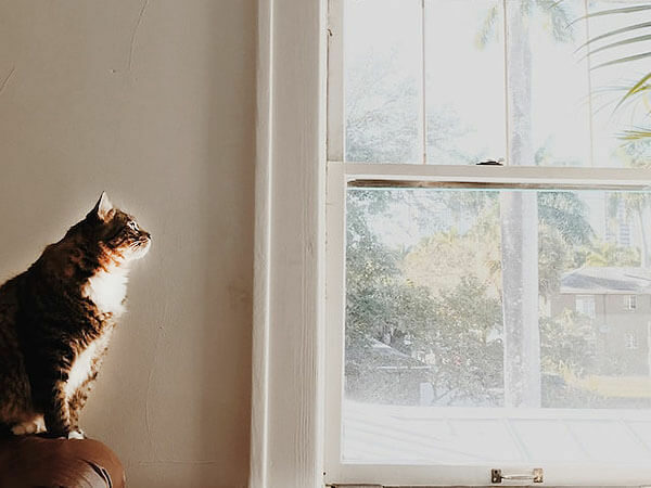 Why Do Cats Like To Sit On Window Sills