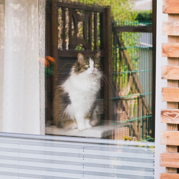 Why Do Cats Love Windows