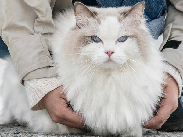 Is A Ragdoll Cat Hypoallergenic