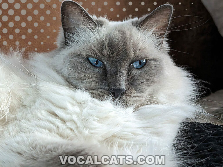 Are Ragdoll Cats Hypoallergenic? Vocal Cats