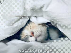 Cat Sleeping Under Blanket