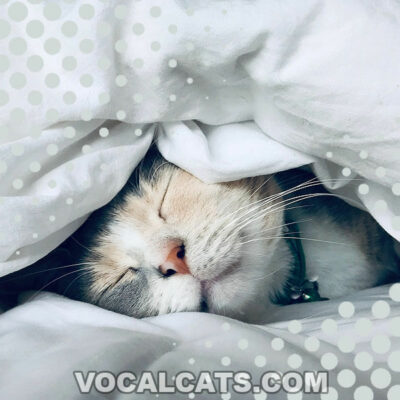 Why Does My Cat Sleep Under The Covers? 10 Reasons Why!