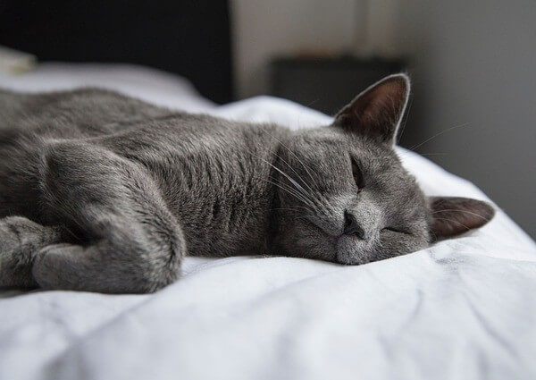 Cat Sleeps At Foot Of Bed