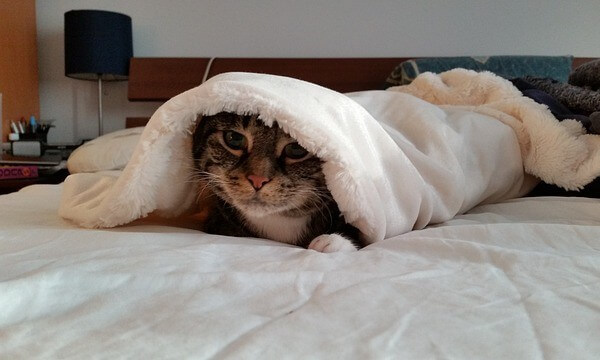 Cat Sleeps Under Covers