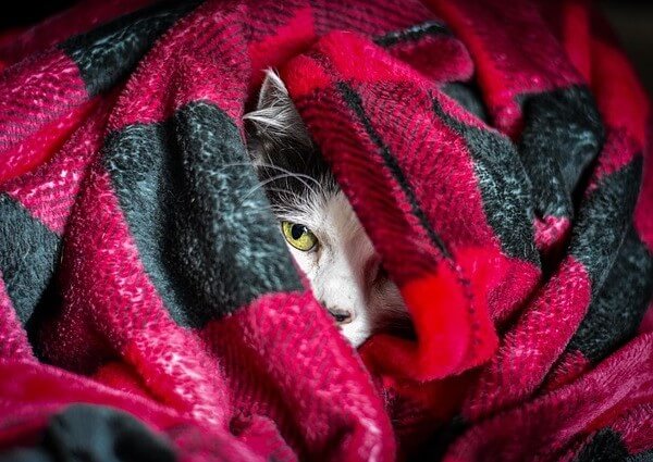 Cat Sleeps Under The Covers