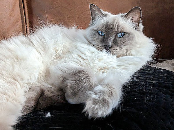 Ragdoll Cat Hypoallergenic