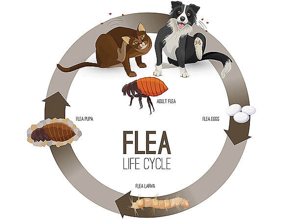 What Is The Life Cycle Of A Flea