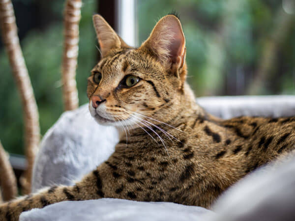 Maine Coon Savannah Cat Mix