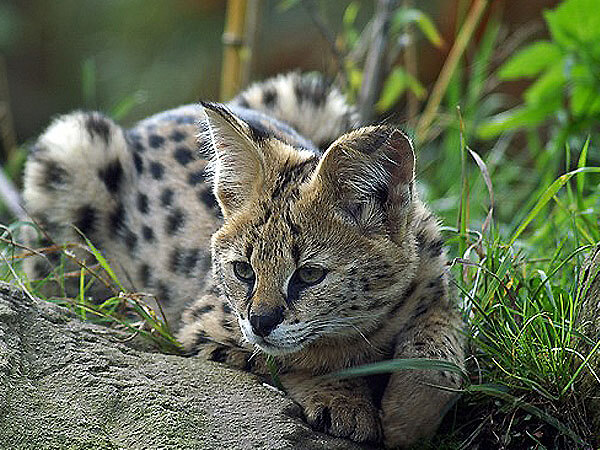 Savannah Cat vs Serval