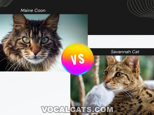 Maine Coon vs Savannah Cat Size