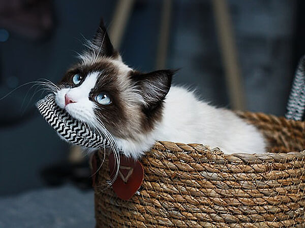 Is Ragdoll Cat Hypoallergenic