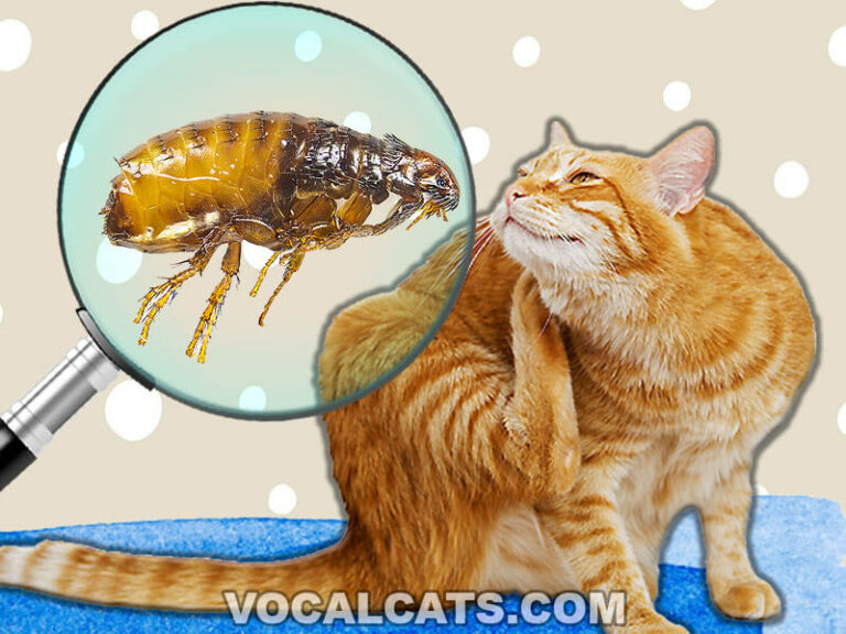 What Do Cat Fleas Look Like To The Human Eye? With Pictures! - Vocal Cats