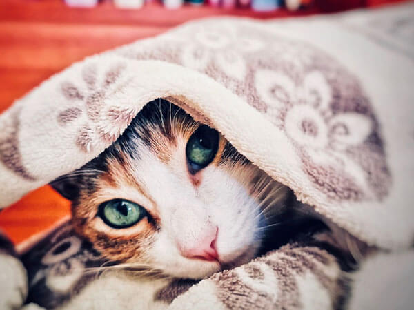 Why Does My Cat Sleep Under The Covers? 10 Reasons Why! - Vocal Cats