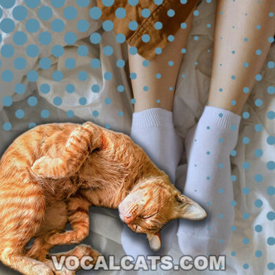 Why Does My Cat Sleep At My Feet? 10 Reasons Why!