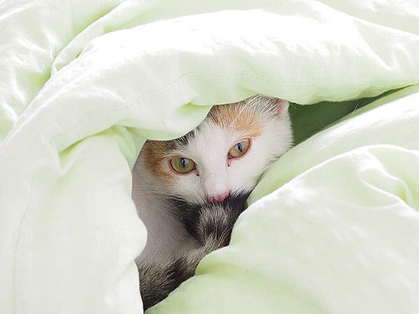 Why Do Some Cats Like To Sleep Under Blankets