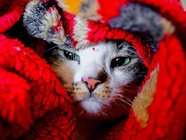 Why Does My Cat Go Under The Blanket