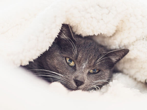 Why Do Cats Like To Be Under Blankets