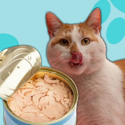 Can Cats Eat Canned Chicken?