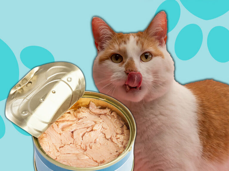 the-safety-of-feeding-canned-chicken-breast-to-cats-petshun