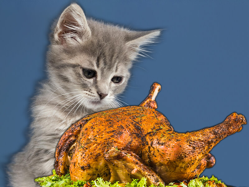 Can Cats Eat Chicken Skin