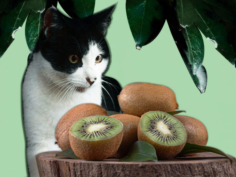 Can Cats Eat Kiwi? Vocal Cats