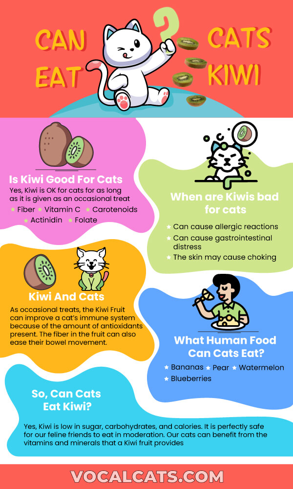 Can Cats Eat Kiwis