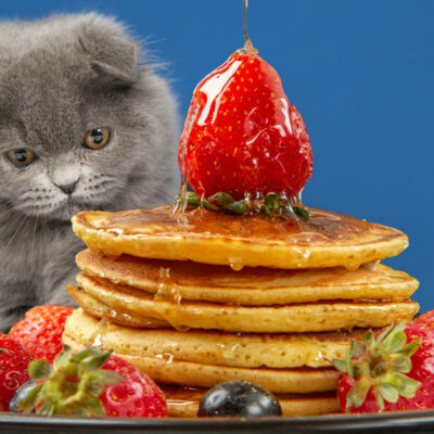 Can Cats Eat Pancakes?