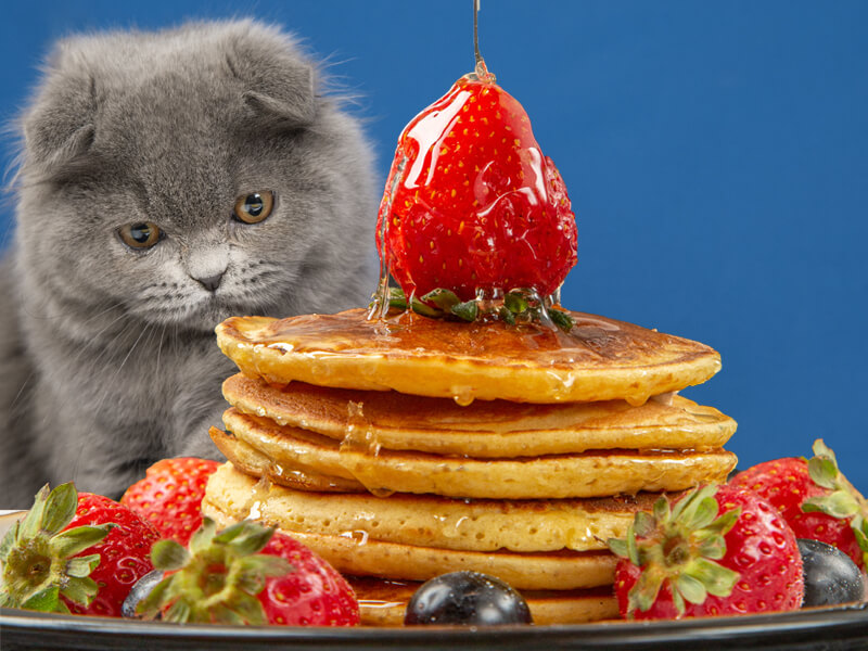 Can Cats Eat Pancakes