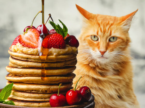 Pancake Cat