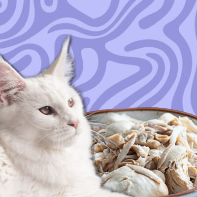 Can Cats Eat Boiled Chicken?