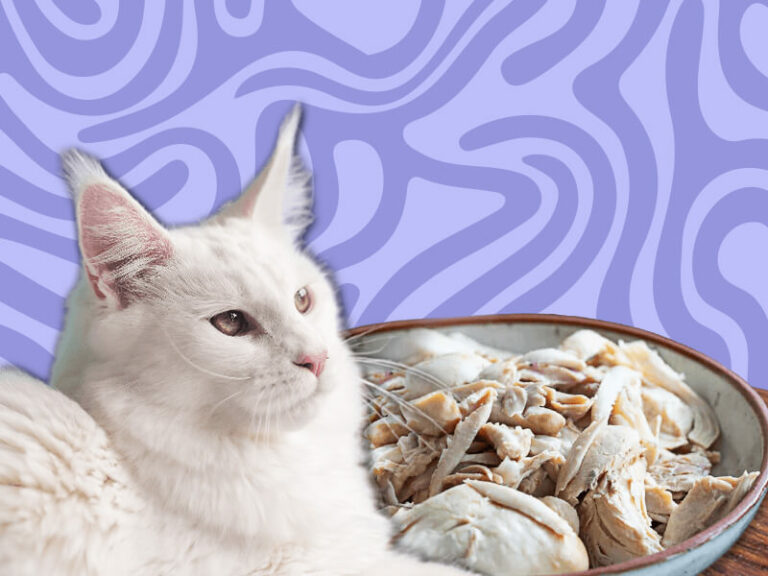 Can Cats Eat Boiled Chicken? Vocal Cats