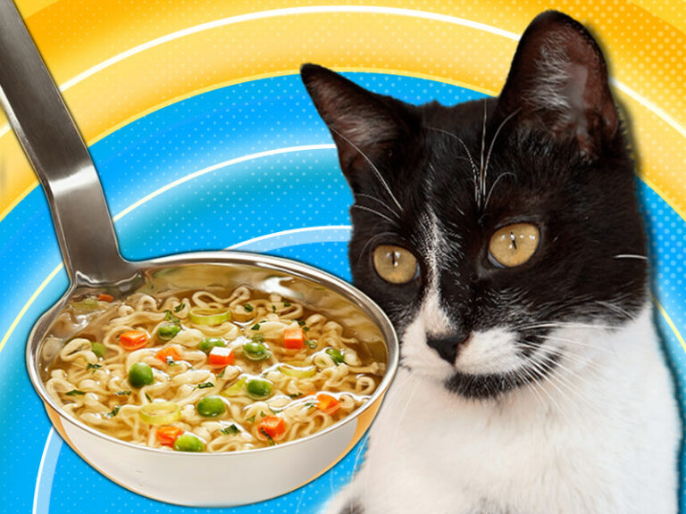 Can Cats Eat Chicken Noodle Soup? Vocal Cats
